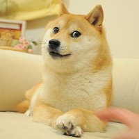Doge Logo